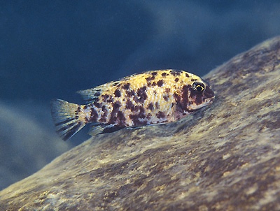 Tropheops gracilior 'Makonde'